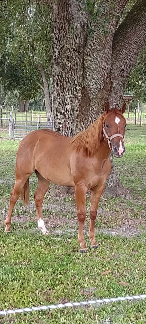 all-around-quarter-horse