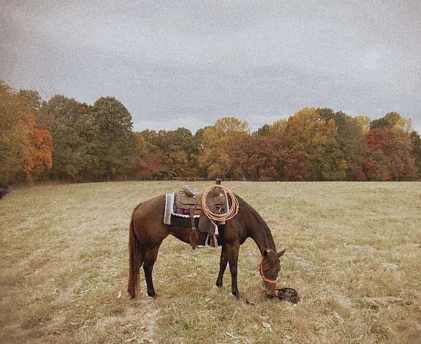 halter-started-under-saddle-quarter-horse