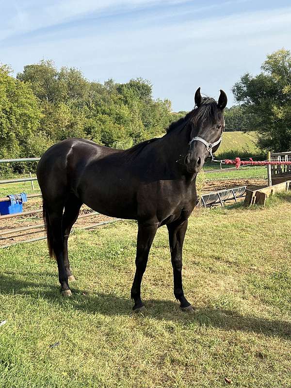 friesian-filly