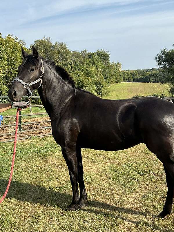 friesian-horse-for-sale