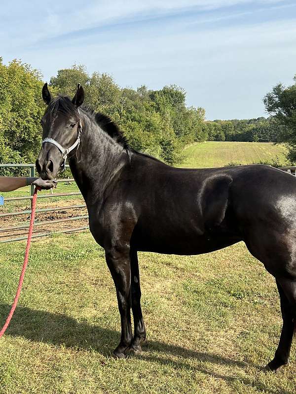 black-friesian-quarter-horse-filly