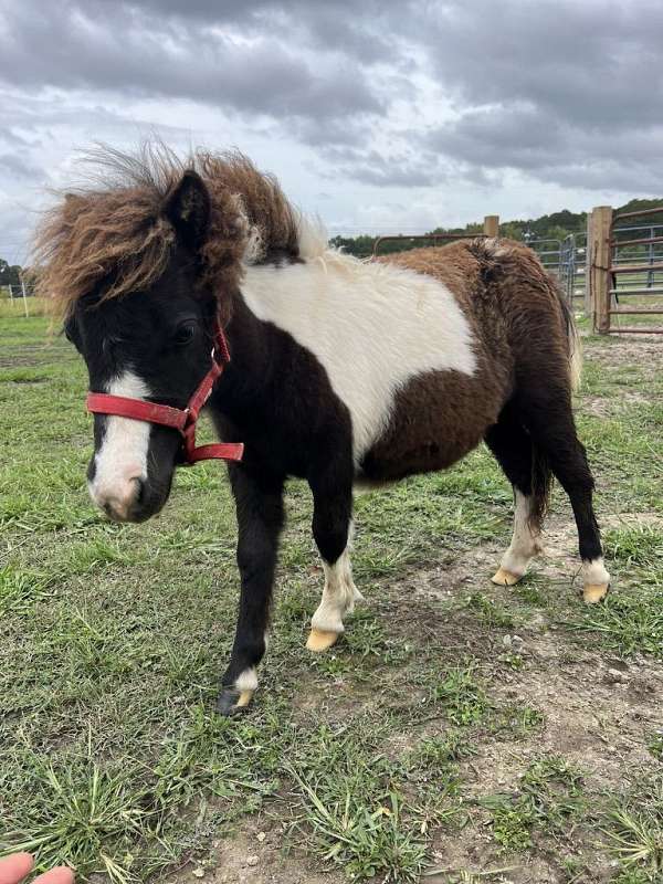 pinto-miniature-filly