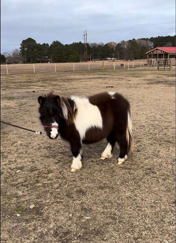 pinto-miniature-filly