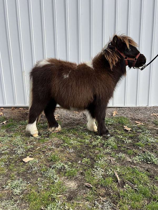 up-to-date-on-coggins-miniature-horse