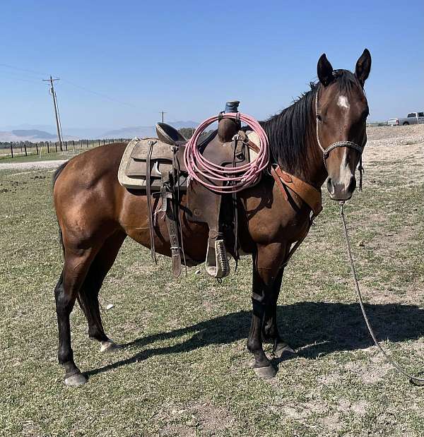 all-around-quarter-horse