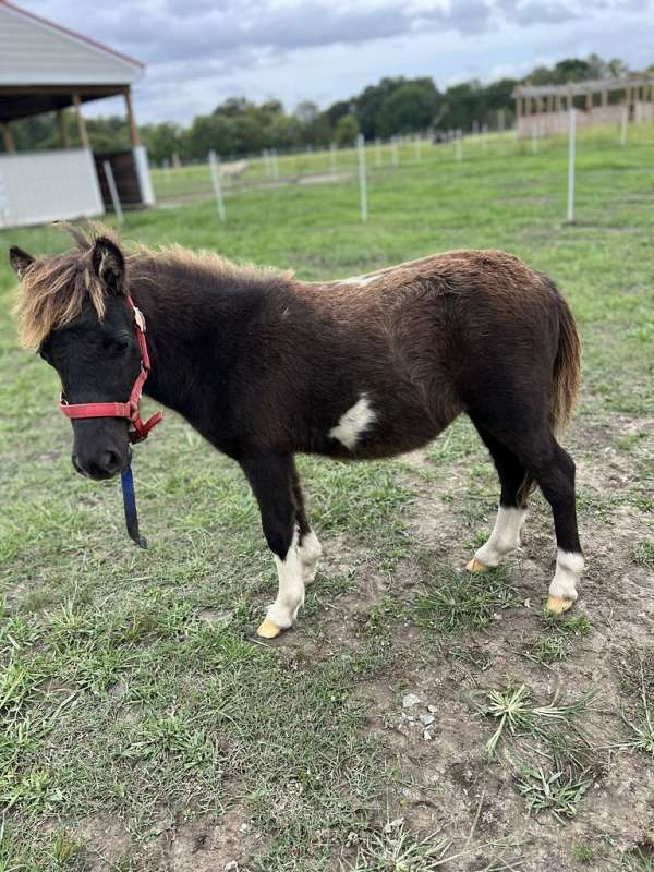 homozygous-homozygous-black-filly-mare