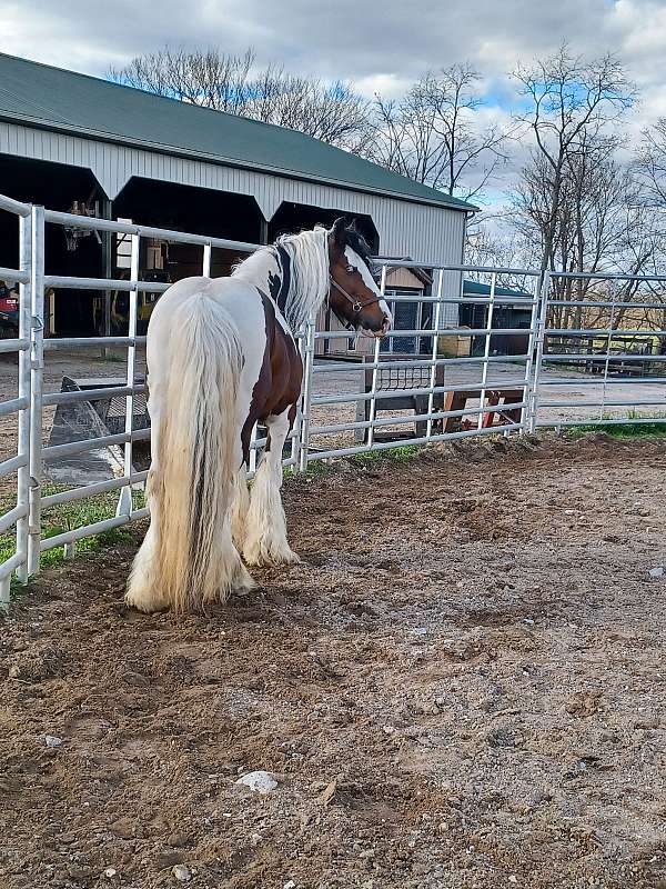 gypsy-vanner-stallion