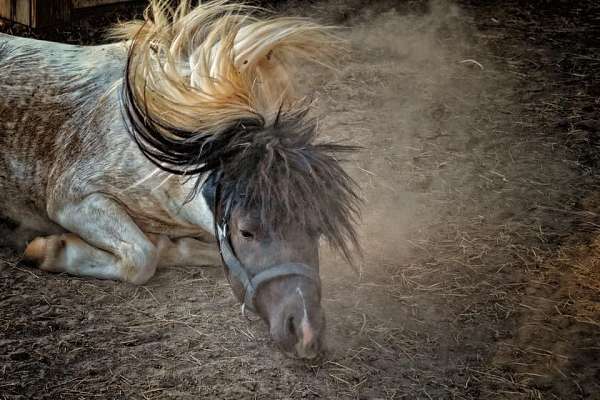 black-tobiano-amha-stallion