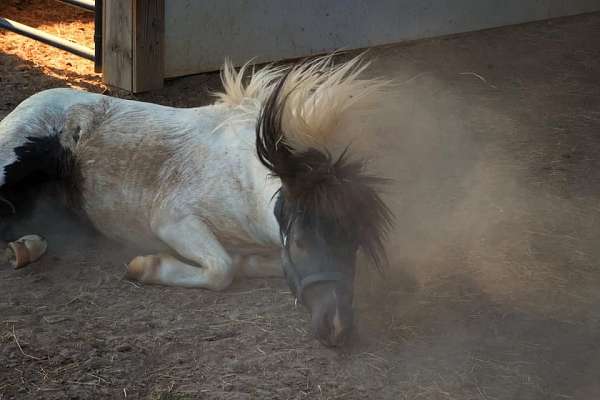 black-tobiano-amha-horse