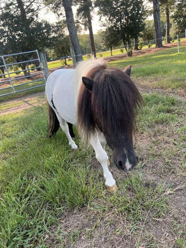 pinto-miniature-stallion