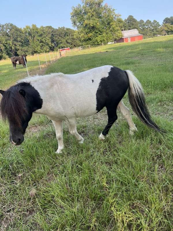 pinto-stallion-for-sale