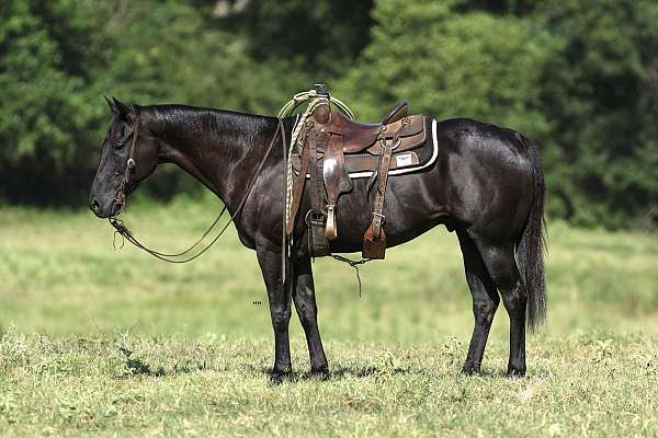 all-around-quarter-horse