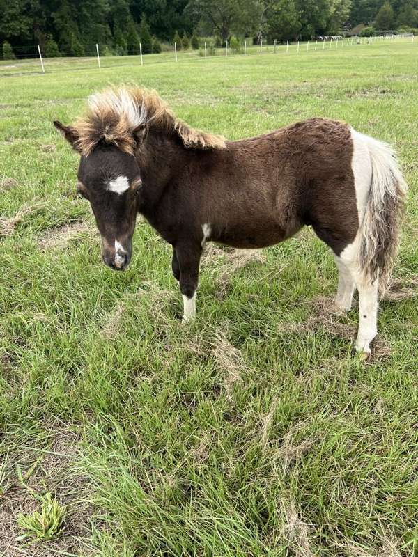 pinto-miniature-colt