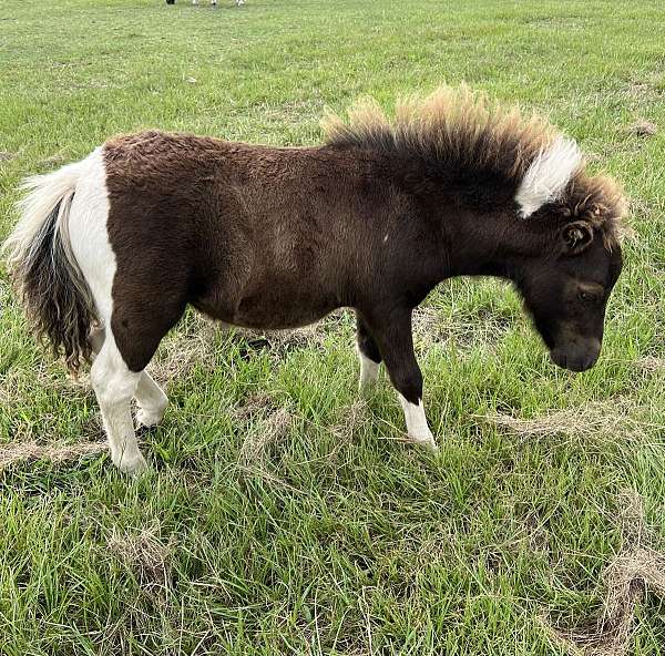 fella-miniature-horse