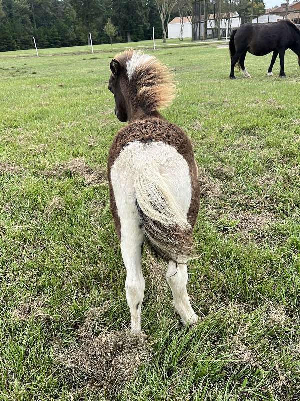 santa-miniature-horse