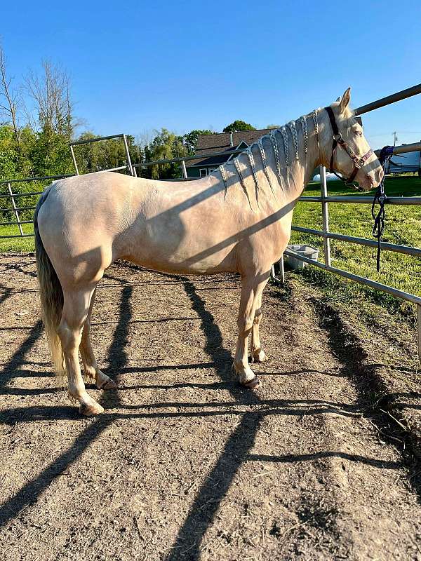 breeding-missouri-fox-trotter-horse