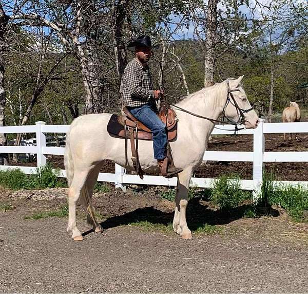 breeding-missouri-fox-trotter-horse