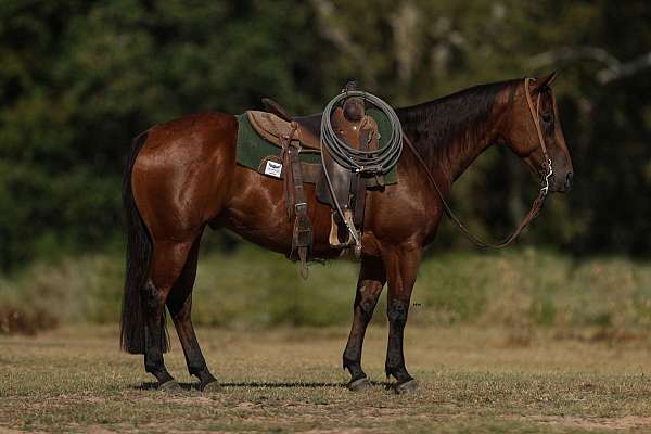 all-around-quarter-horse