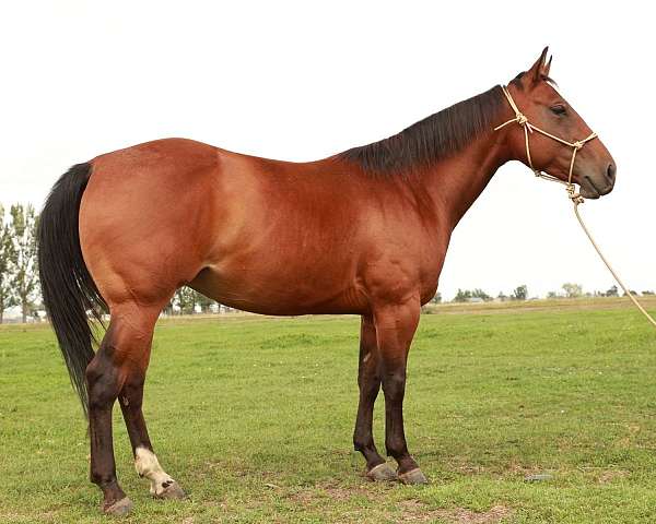 athletic-quarter-horse