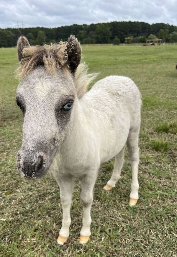 homozygous-homozygous-black-appaloosa-paint-horse