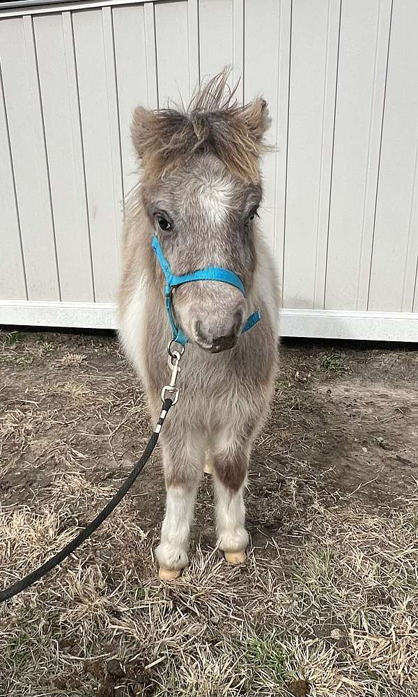 homozygous-homozygous-black-appaloosa-paint-horse