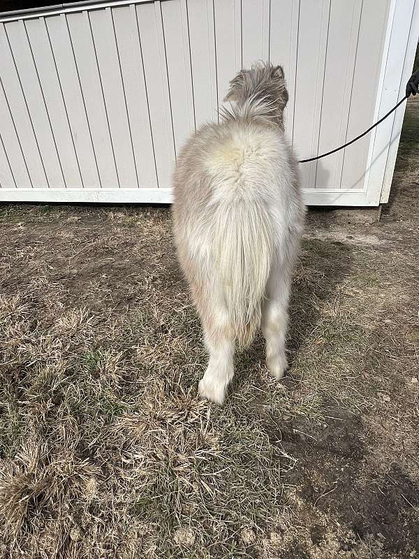 comet-miniature-horse