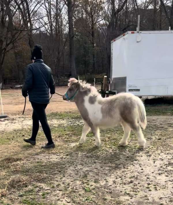 looker-miniature-horse