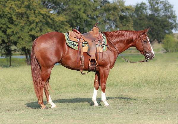 athletic-quarter-horse