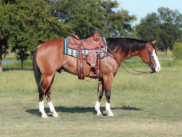 all-around-quarter-horse