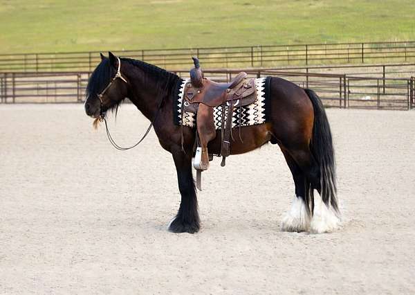 all-around-gypsy-vanner-horse