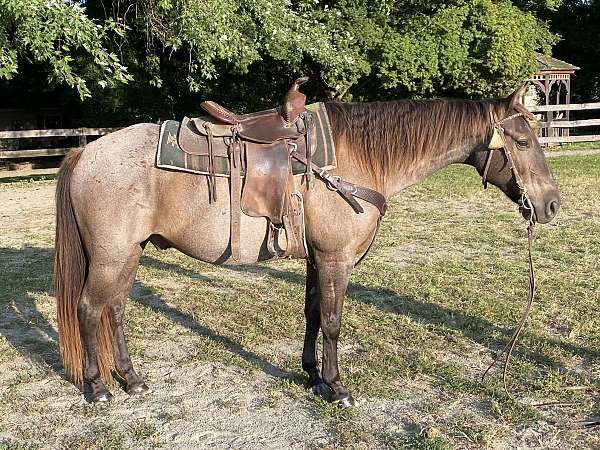 ridden-western-quarter-horse