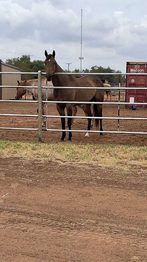 quarter-horse-mare