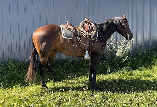 all-around-quarter-horse