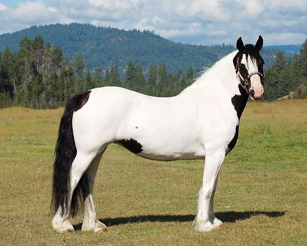 piebald-show-hack-horse