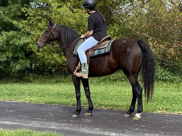 all-around-morgan-horse