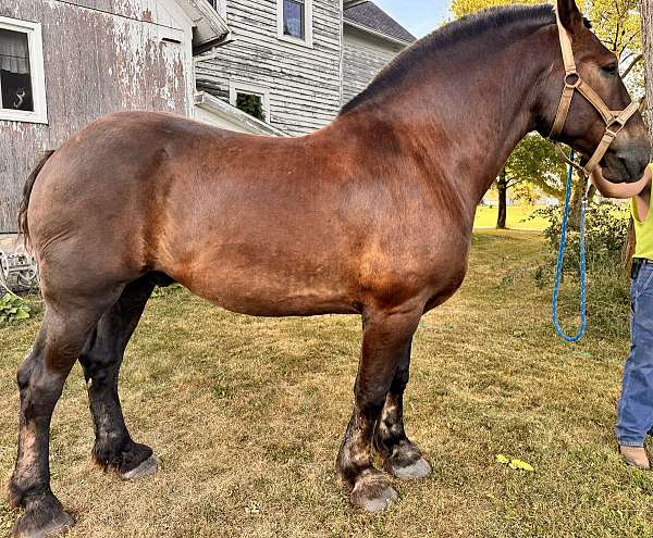 draft-belgian-horse