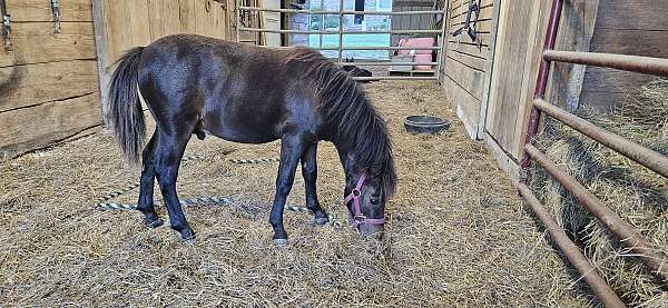 black-triangle-star-horse