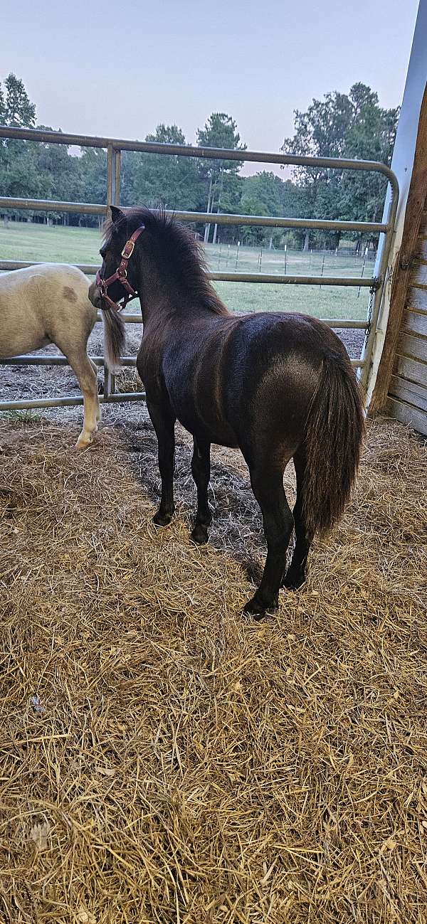 alert-miniature-horse