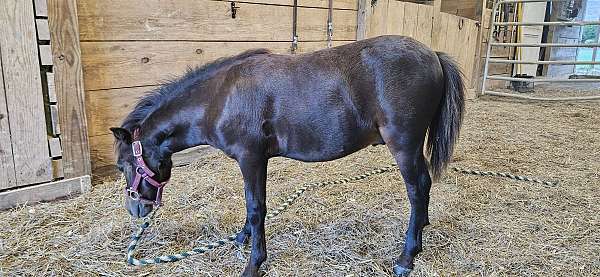 alert-miniature-horse