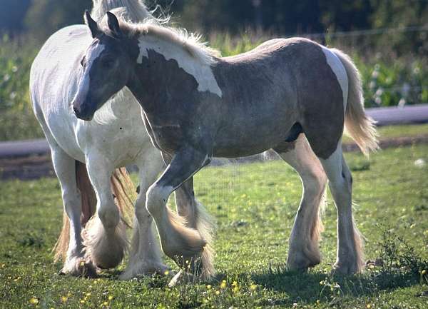 lovable-gypsy-vanner-horse