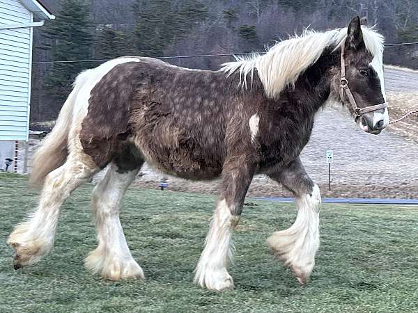 lovable-gypsy-vanner-horse