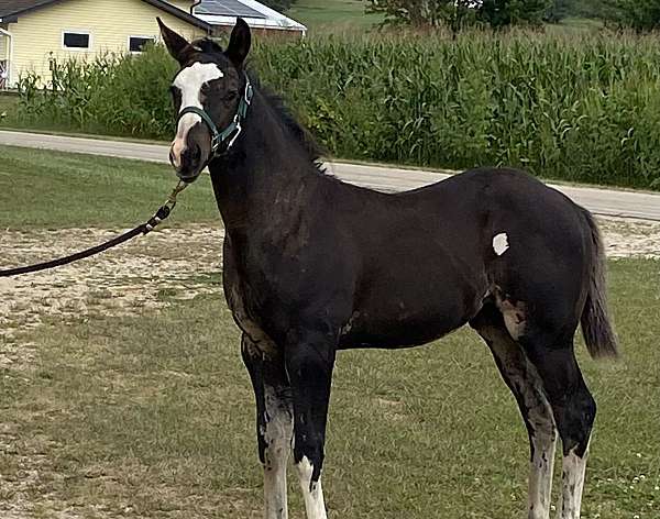 black-overo-paint-colt