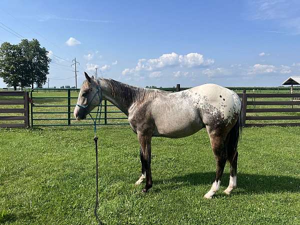 appaloosa-gelding