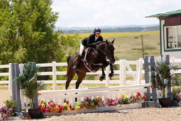 hunt-seat-equitation-canadian-horse