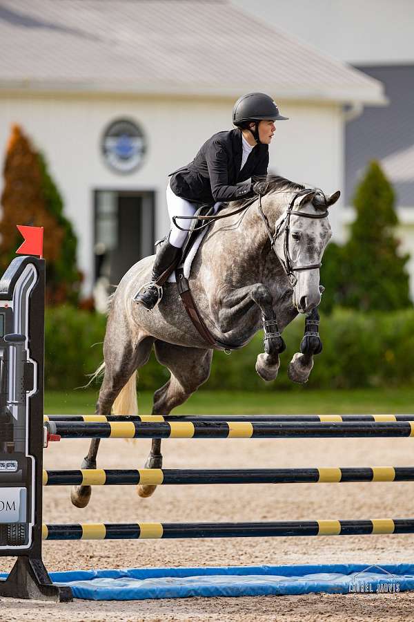 experienced-jumper-iberian-warmblood-horse