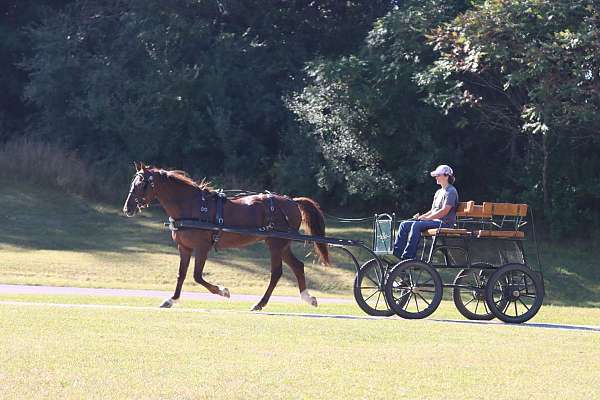 experienced-morgan-horse