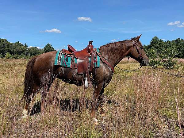 beginner-morgan-horse