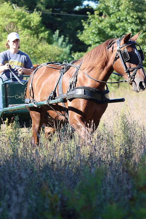 driving-morgan-horse