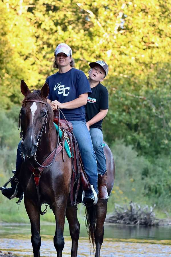 husband-safe-morgan-horse