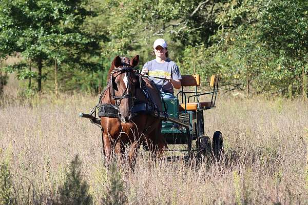 gaited-morgan-horse